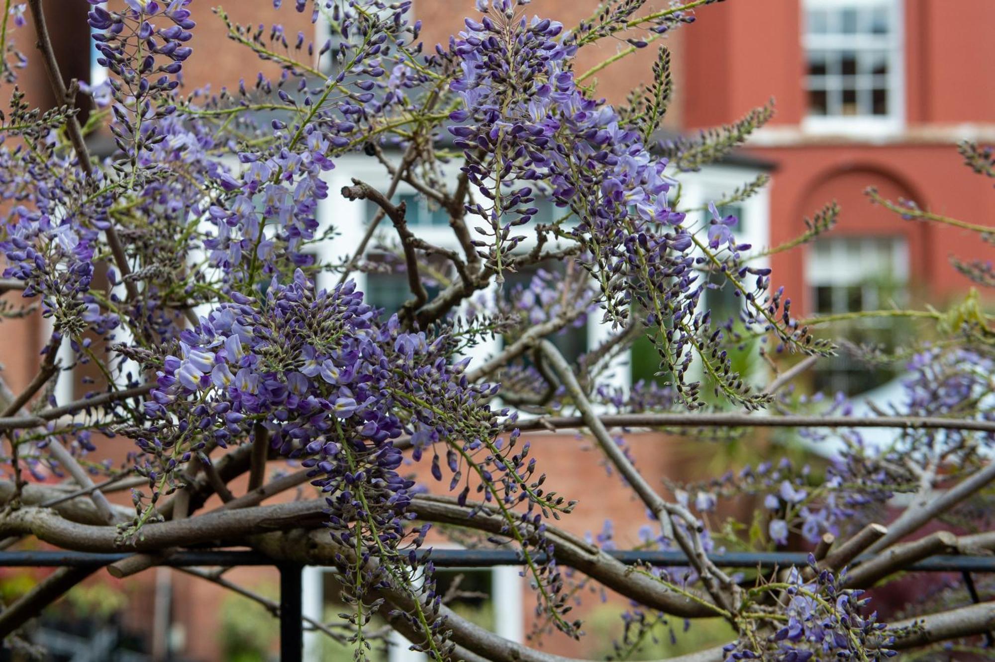 Bed and Breakfast Darwin'S Townhouse Shrewsbury Exteriér fotografie Wisteria sinensis